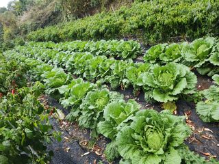 초원농원님의 양파 · 영농일지 작성글 사진