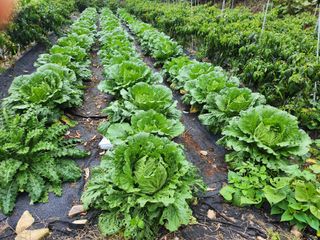 초원농원님의 양파 · 영농일지 작성글 사진