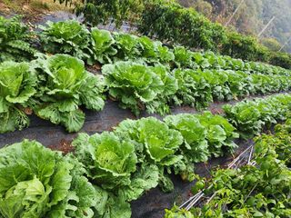 초원농원님의 양파 · 영농일지 작성글 사진