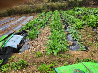초원농원님의 양파 · 영농일지 작성글 사진