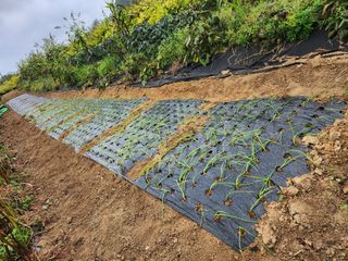 초원농원님의 양파 · 영농일지 작성글 사진