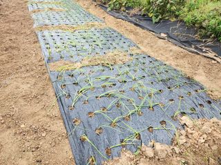 초원농원님의 양파 · 영농일지 작성글 사진