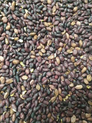 구봉갑산님의 기타작물 · 영농일지 작성글 사진