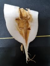 팜모닝 기타작물·병해충상담 게시글 이미지