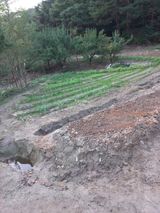 팜모닝 시금치·영농일지 게시글 이미지