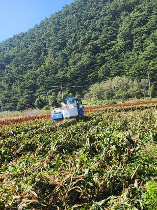 팜모닝회원 바이크농원님의 기타작물 · 영농일지 작성글 사진