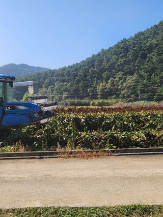 팜모닝회원 바이크농원님의 기타작물 · 영농일지 작성글 사진