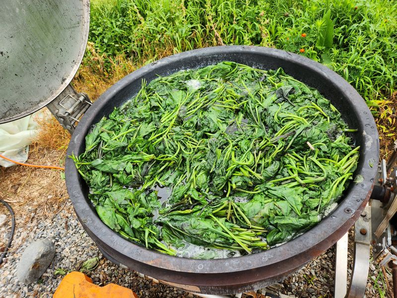 팜모닝회원  바이크농원님의 장터 판매 상품 [건곤드레 판매합니다 200g] 첨부 사진