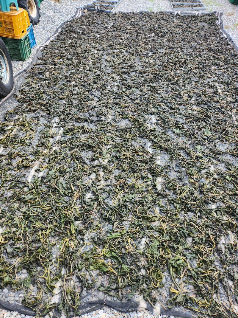 팜모닝회원  바이크농원님의 장터 판매 상품 [건곤드레 판매합니다 200g] 첨부 사진