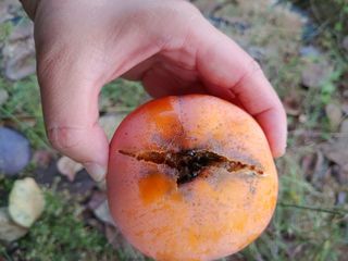 이형철님의 감 · 병해충상담 작성글 사진