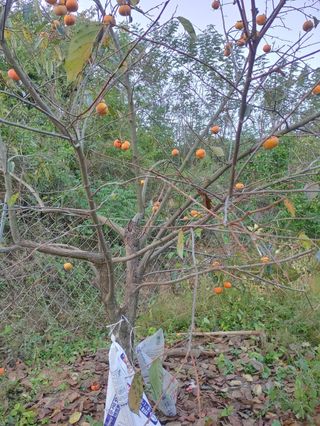 이형철님의 감 · 병해충상담 작성글 사진