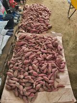 팜모닝 고구마·영농일지 게시글 이미지