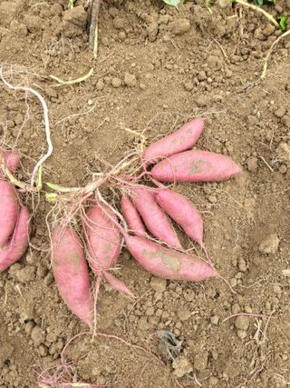 행운농부님의 고구마 · 영농일지 작성글 사진