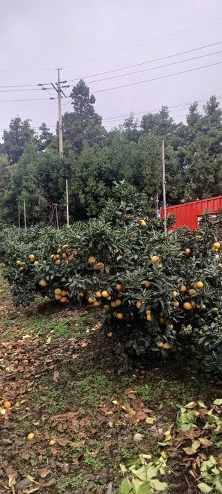 싱싱달코롬님의 자유주제 · 자유게시판 작성글 사진