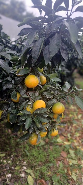 싱싱달코롬님의 자유주제 · 자유게시판 작성글 사진