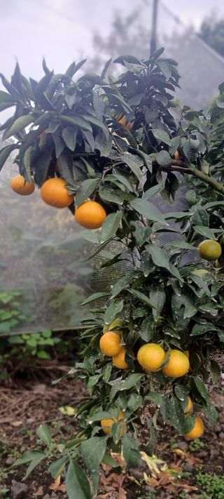 싱싱달코롬님의 자유주제 · 자유게시판 작성글 사진