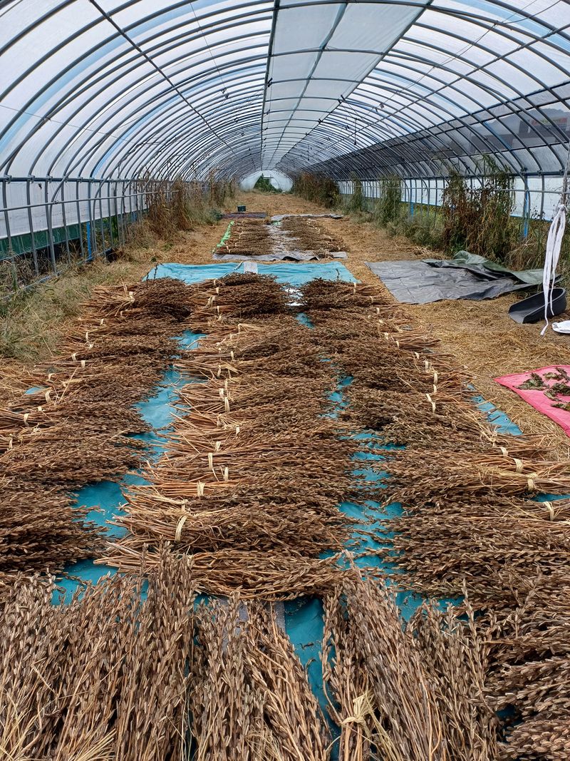 전원수님의 장터 판매 상품 [참깨1말 13kg] 첨부 사진