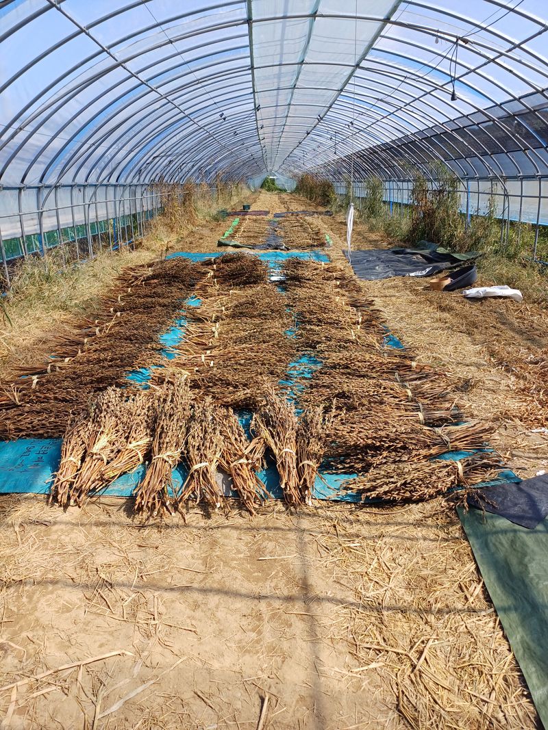 전원수님의 장터 판매 상품 [참깨1말 13kg] 첨부 사진