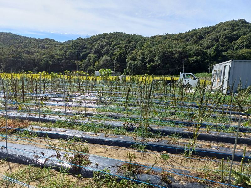 전원수님의 장터 판매 상품 [참깨1말 13kg] 첨부 사진