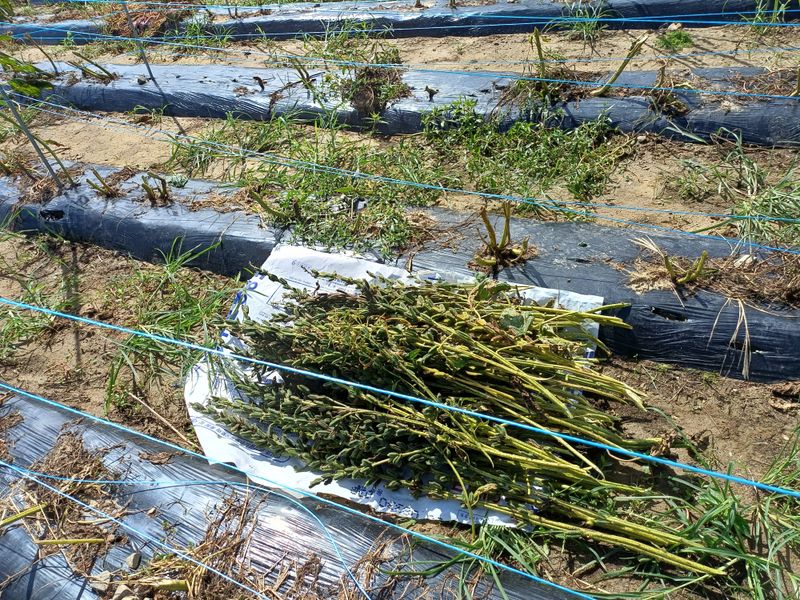 전원수님의 장터 판매 상품 [참깨1말 13kg] 첨부 사진