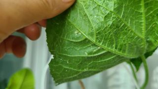 풀소리정원님의 오이 · 병해충상담 작성글 사진