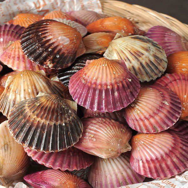 장터 상품 [한국농수산대학 졸업생이 키운 홍가리비 1kg(20-25미)] 썸네일