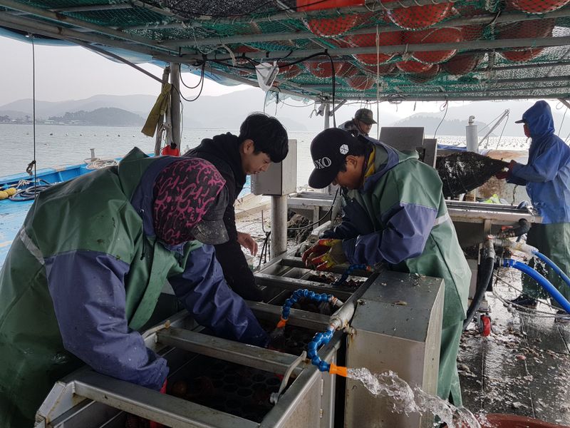 송원정님의 장터 판매 상품 [한국농수산대학 졸업생이 키운 홍가리비 1kg(20-25미)] 첨부 사진