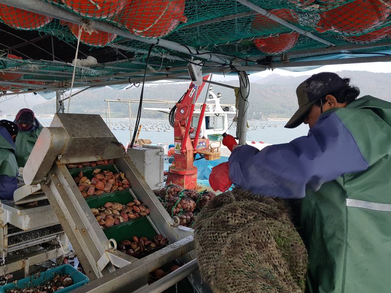 송원정님의 장터 판매 상품 [한국농수산대학 졸업생이 키운 홍가리비 1kg(20-25미)] 첨부 사진