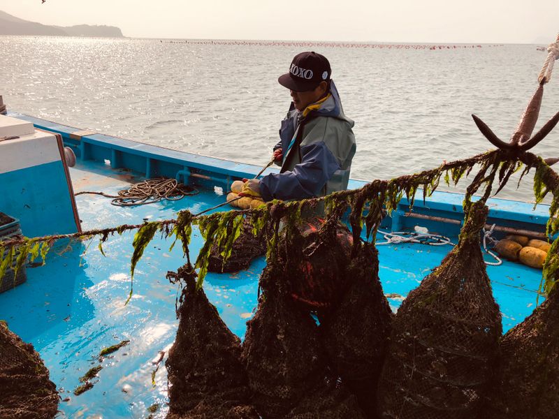 송원정님의 장터 판매 상품 [한국농수산대학 졸업생이 키운 홍가리비 1kg(20-25미)] 첨부 사진