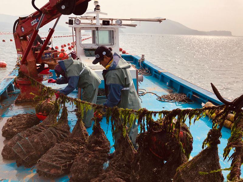 송원정님의 장터 판매 상품 [한국농수산대학 졸업생이 키운 홍가리비 1kg(20-25미)] 첨부 사진