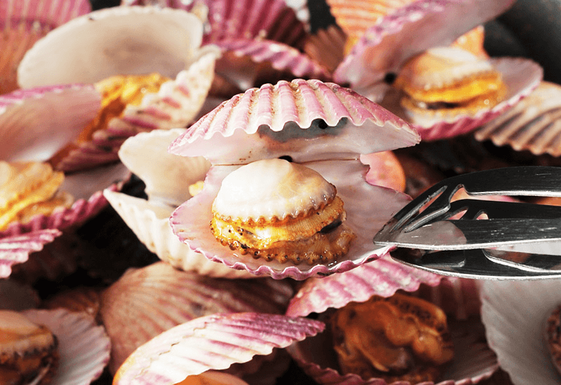 송원정님의 장터 판매 상품 [한국농수산대학 졸업생이 키운 홍가리비 1kg(20-25미)] 첨부 사진