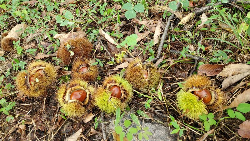 장터 상품 [1ķg] 썸네일