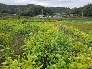 홍성덕님의 들깨 · 영농일지 작성글 사진