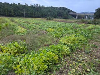 홍성덕님의 들깨 · 영농일지 작성글 사진