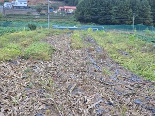 홍성덕님의 들깨 · 영농일지 작성글 사진