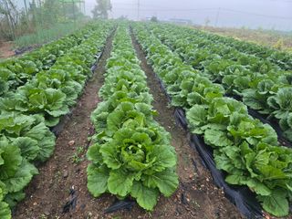 홍성덕님의 배추 · 영농일지 작성글 사진