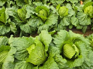 홍성덕님의 배추 · 영농일지 작성글 사진