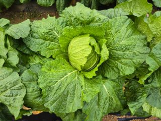 홍성덕님의 배추 · 영농일지 작성글 사진