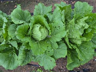 홍성덕님의 배추 · 영농일지 작성글 사진