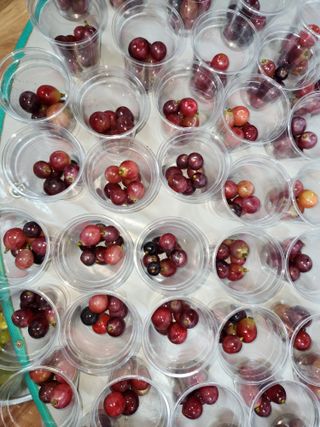 한상숙님의 포도 · 영농일지 작성글 사진