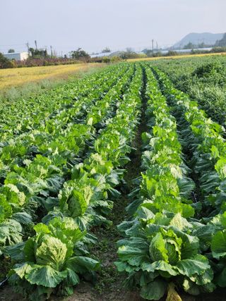 토마토11843님의 배추 · 영농일지 작성글 사진