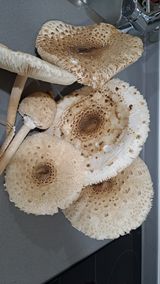 팜모닝 자유주제·자유게시판 게시글 이미지