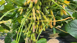 경주 천년미소님의 콩 · 영농일지 작성글 사진