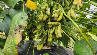 경주 천년미소님의 콩 · 영농일지 작성글 사진