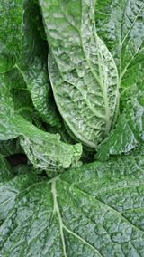 팜모닝 가을 농사 후 토양 어떻게 관리하세요?·참여글 게시글 이미지