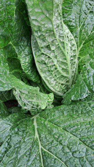 진요복님의 가을 농사 후 토양 어떻게 관리하세요? · 참여글 작성글 사진