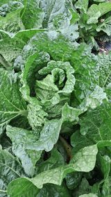 팜모닝 가을 농사 후 토양 어떻게 관리하세요?·참여글 게시글 이미지