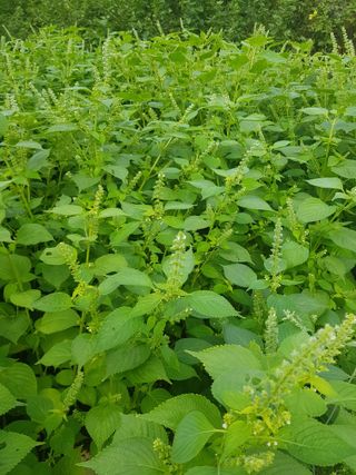 마늘 복숭아윤금자님의 자유주제 · 자유게시판 작성글 사진