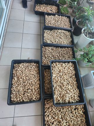 허정양님의 기타작물 · 영농일지 작성글 사진