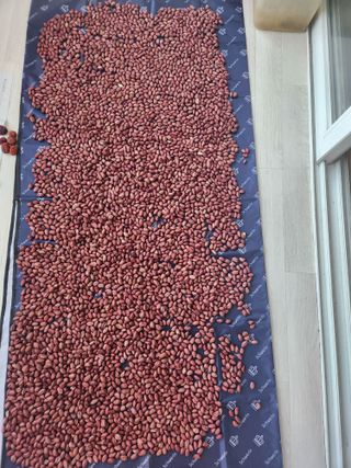 허정양님의 기타작물 · 영농일지 작성글 사진